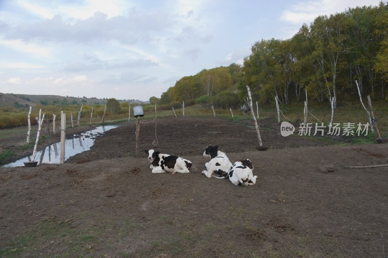 河北承德坝上草原