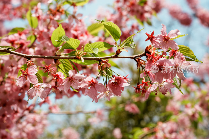 北京玉渊潭公园樱花节樱花