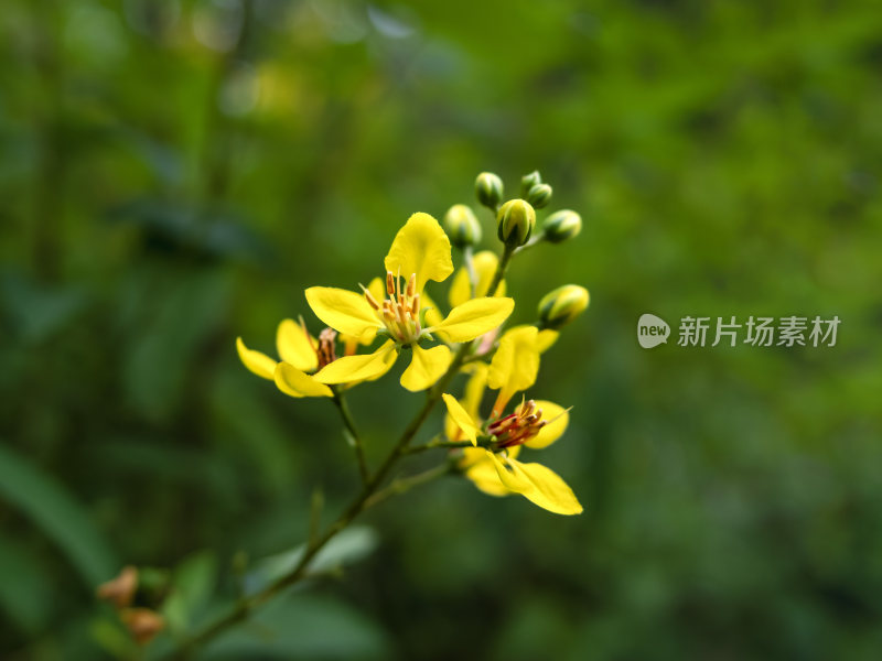 三星果藤，花卉