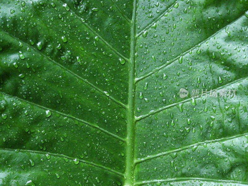 春天绿色的树叶叶子和雨滴水滴露水