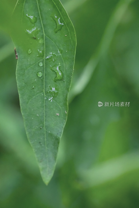 夏天雨后绿叶图片