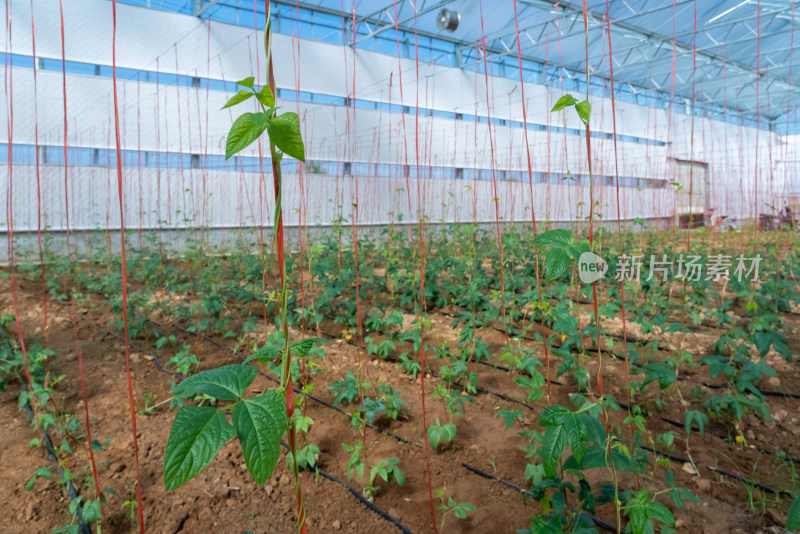 温室蔬菜大棚内种植的豆角