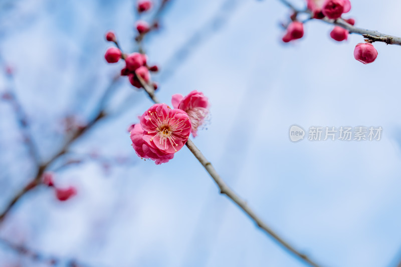 西溪湿地盛开的梅花