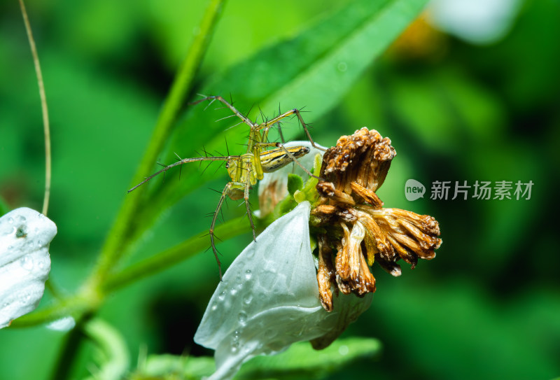 植物上的蜘蛛