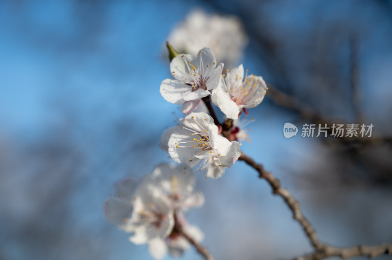 春天盛开的杏花特写