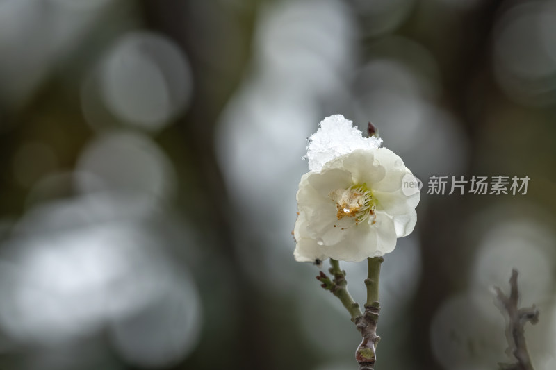 春天公园里雪中盛开的白色梅花