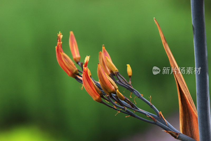 黄花菜，可食用的鲜花