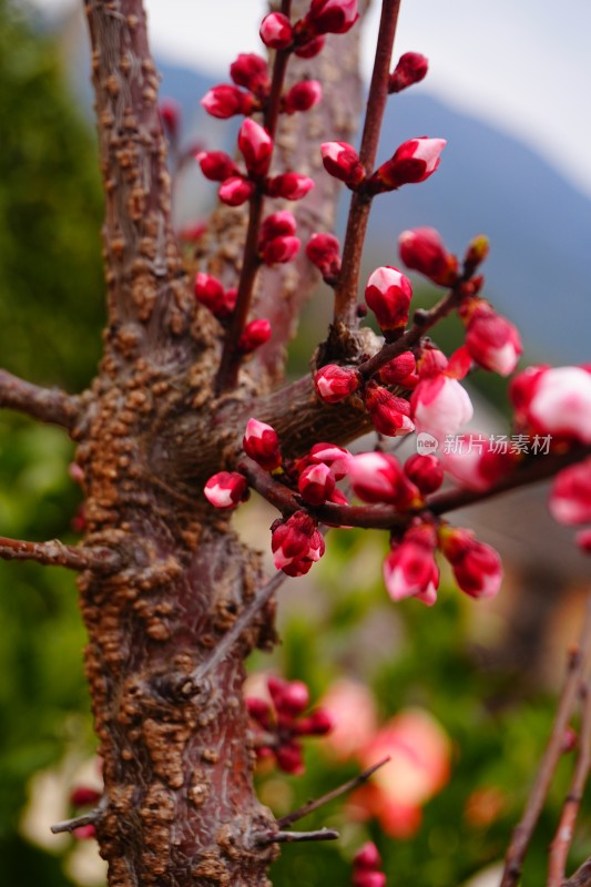 梅花花苞未盛开的梅花特写背景