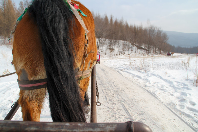 雪地中马拉车的背影