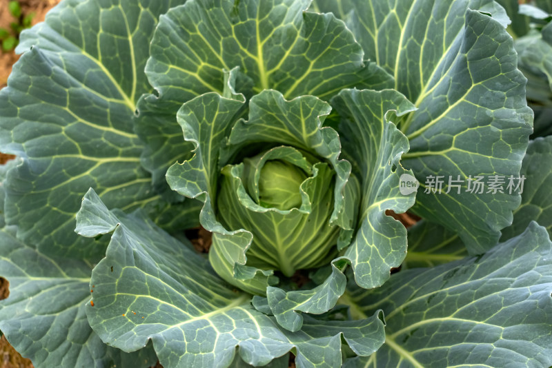 田野生长的包菜卷心菜洋白菜