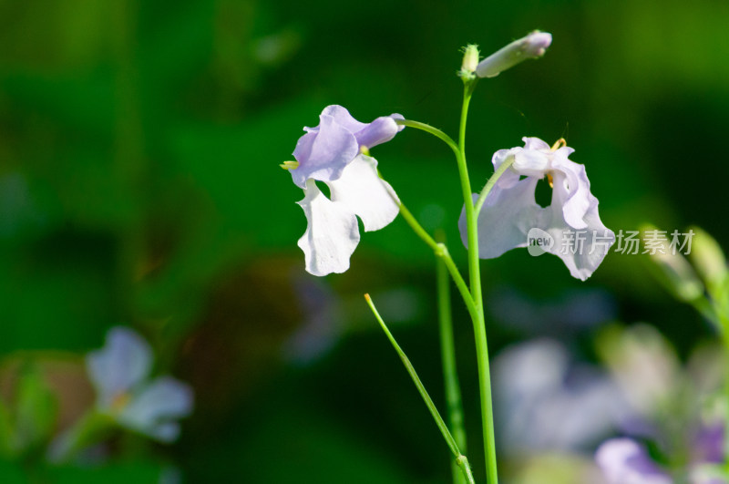 小小的野花