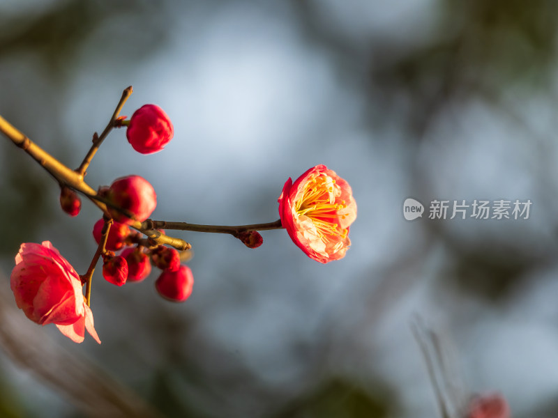 枝头盛开的粉色梅花特写