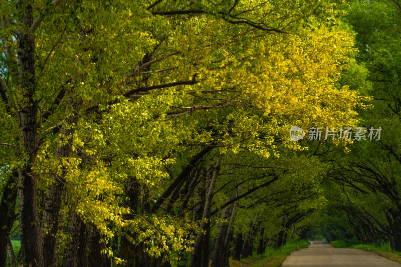 林荫道路树木景观