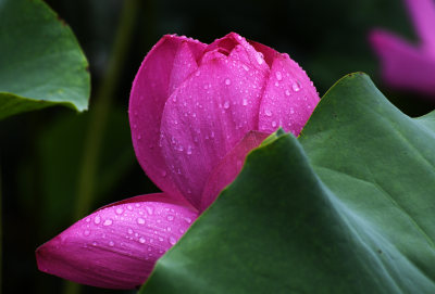 山东枣庄城市公园雨中的荷花