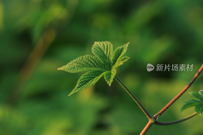 花草植物绿色背景