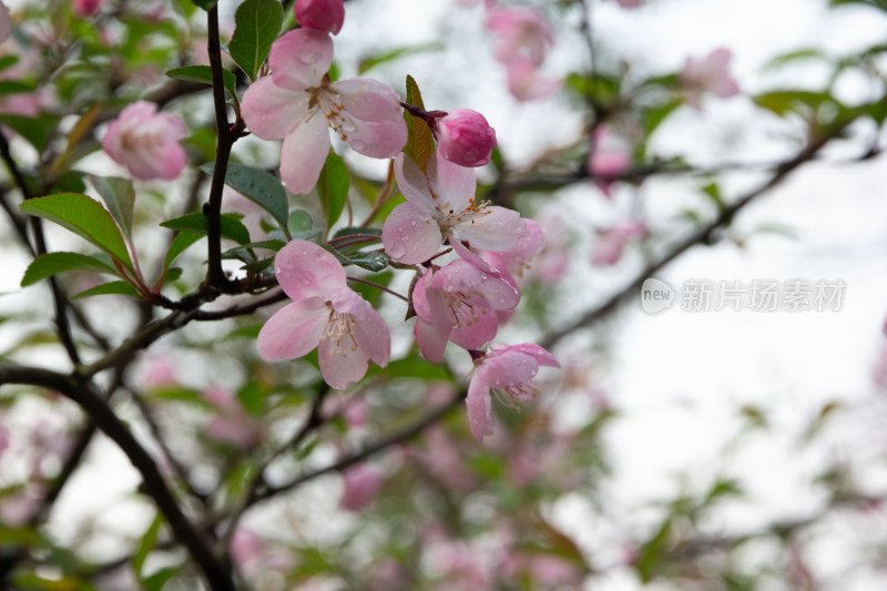 带水珠的粉色海棠花特写