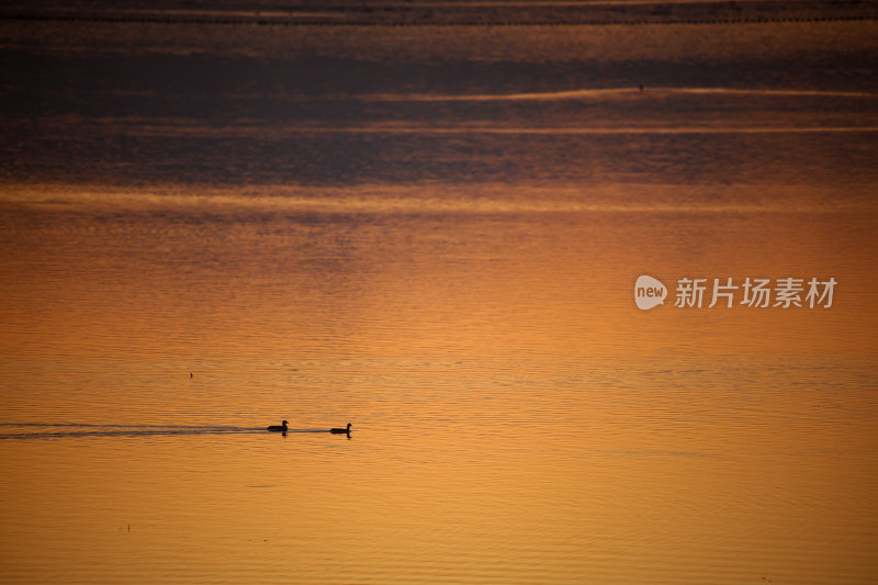 夕阳下水面上的鸟群晚霞