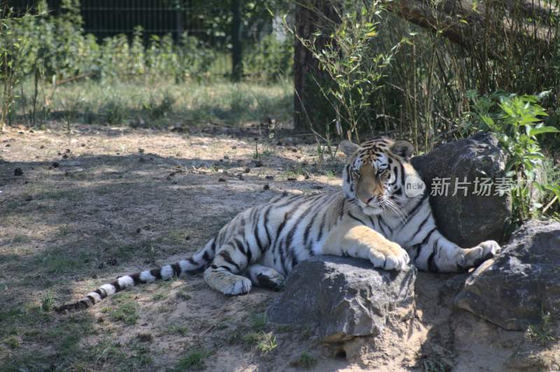 野生动物老虎食肉动物狩猎者