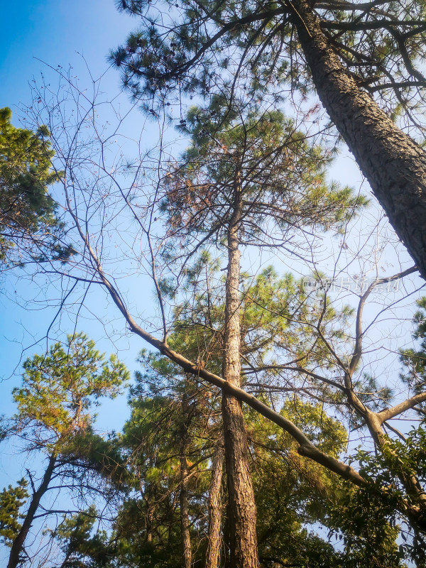 秋天泛黄树枝树叶植物摄影图