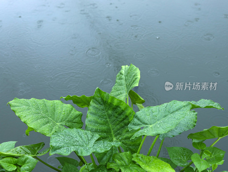 下雨天的湖面和湖面上的绿色树叶叶子