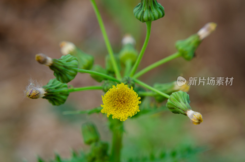 黄色小花及绿色花苞特写