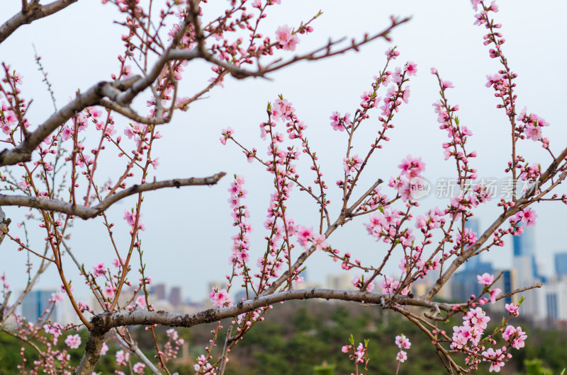 春天山上盛开的杏花