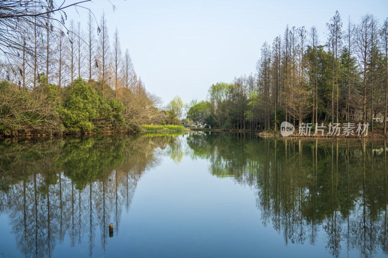 春季苏州常熟尚湖景区的水杉，水面，倒影