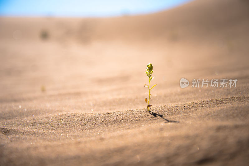 春天万物复苏植物发芽