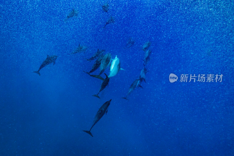 一群海豚在海洋中游泳