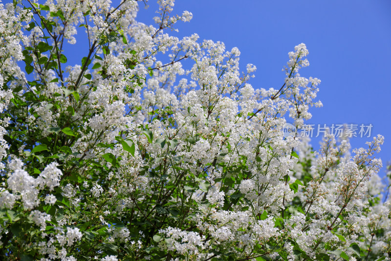 丁香花花卉