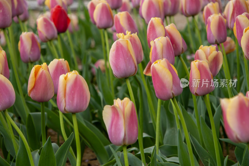 春天含苞待放的粉红色郁金香花海