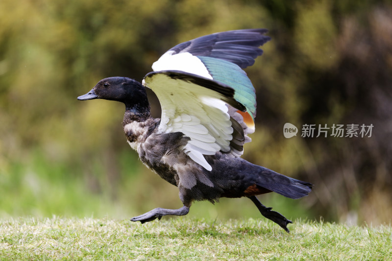 新西兰鸭