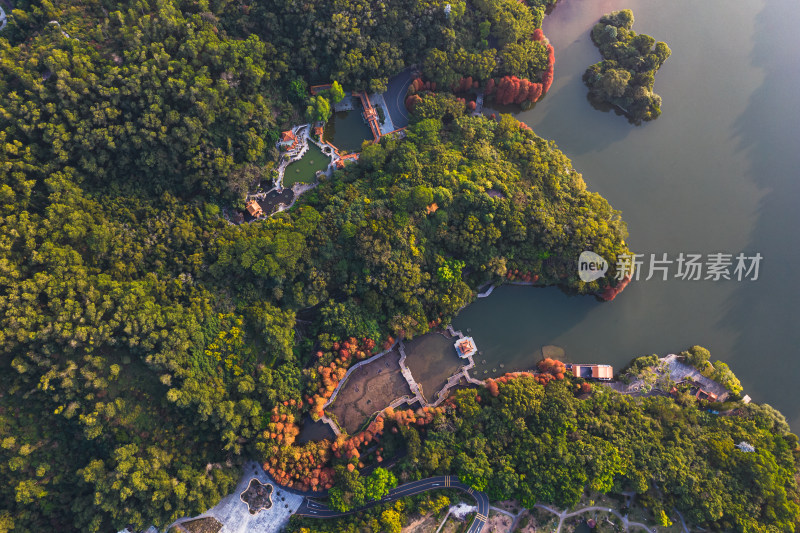 深圳仙湖植物园水杉林秋色