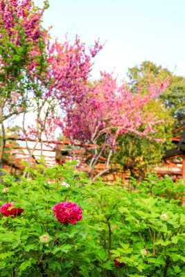 春天洛阳城市绿植晚樱牡丹