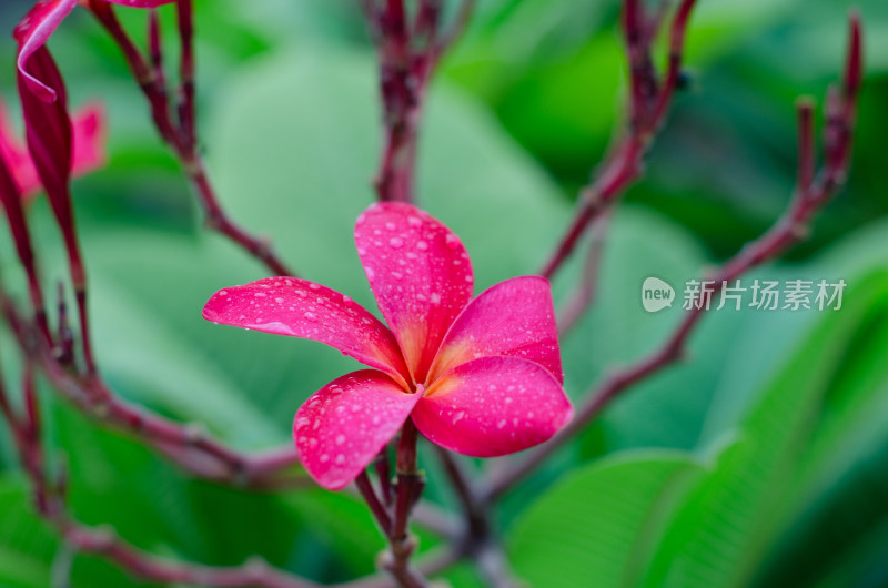 一朵雨中盛开的红鸡蛋花