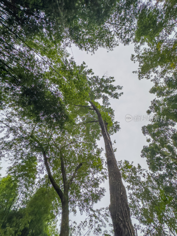 森林中树木的低角度视图