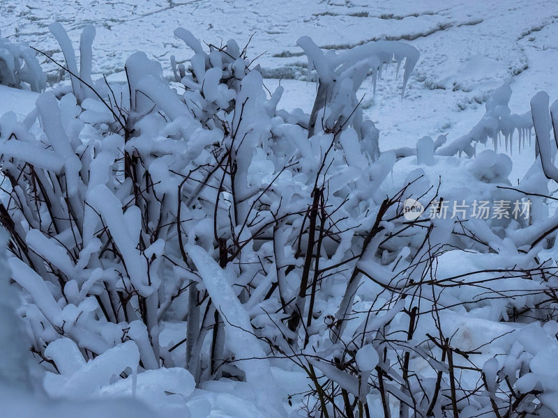 覆雪植物与冰柱景象