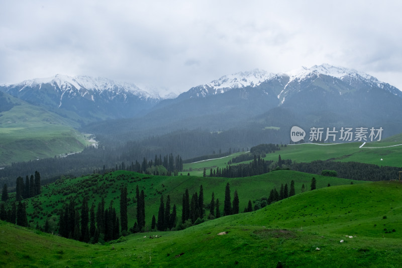 新疆伊犁恰西雪山森林草原风光