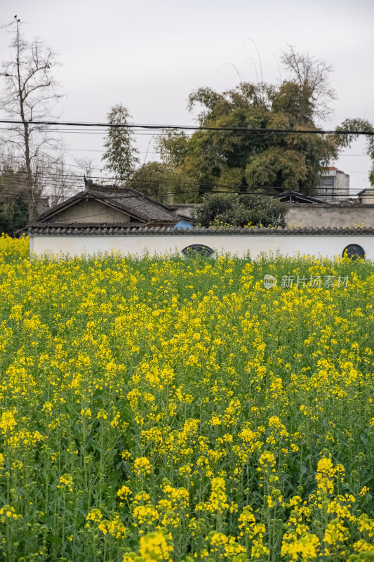 四川德阳广汉高坪镇西高万亩油菜花基地春天