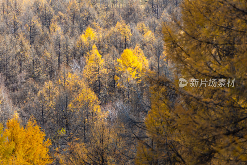 赤峰山林