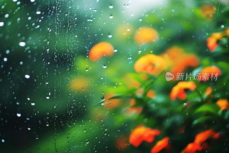 自然风景植物背景雨水