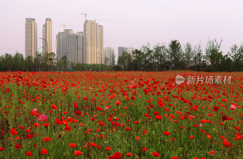 城市建筑花海日出