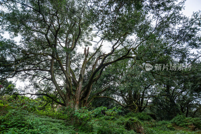 茂盛的香榧树