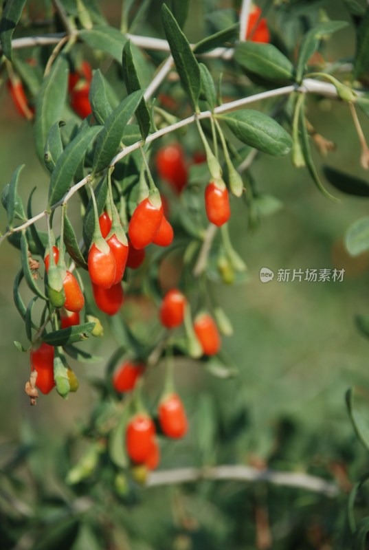 枝头成熟枸杞的特写镜头