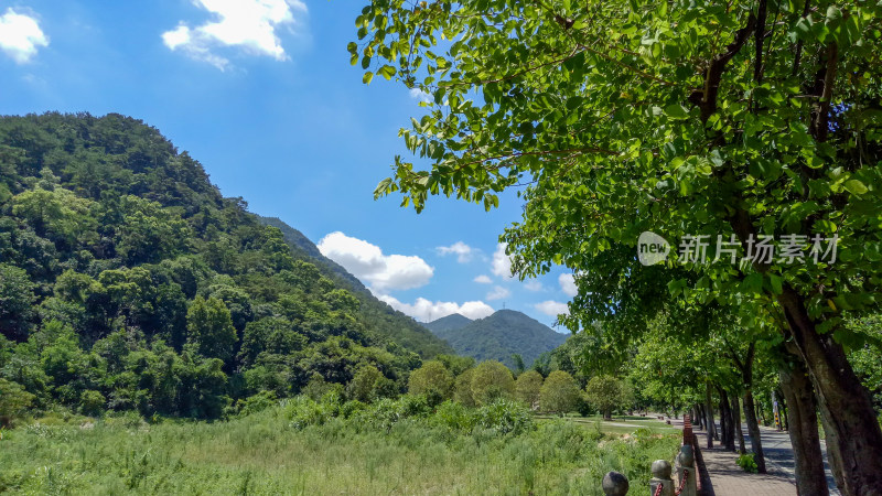 山林间绿树成荫的风景