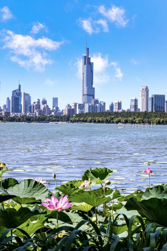 南京玄武湖湖畔荷花与城市天际线景观