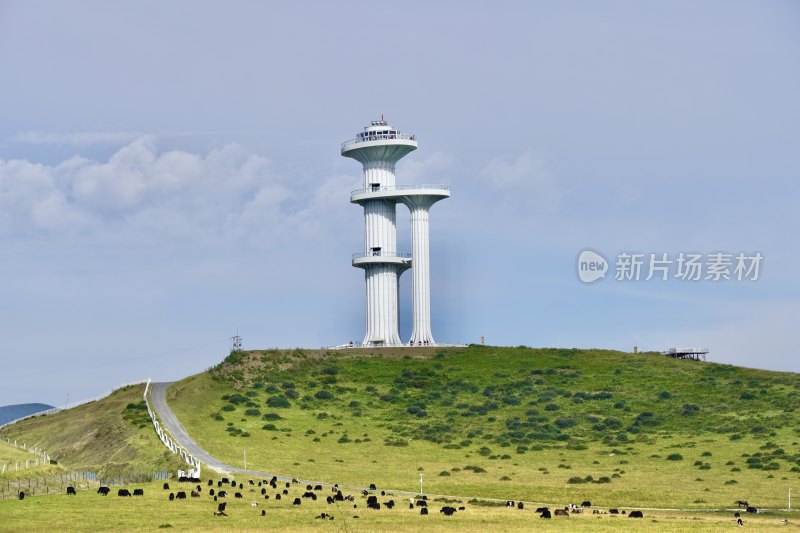 高原草原牧场牦牛