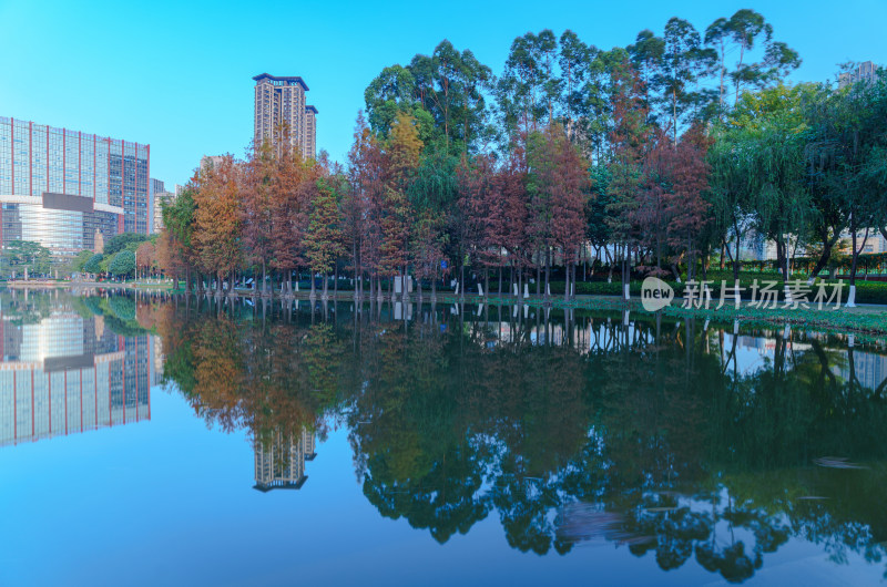 佛山千灯湖南海活水公园落羽杉林与城市建筑