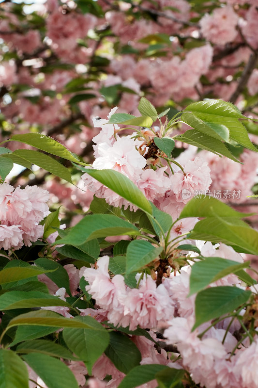 北京朝阳公园樱花