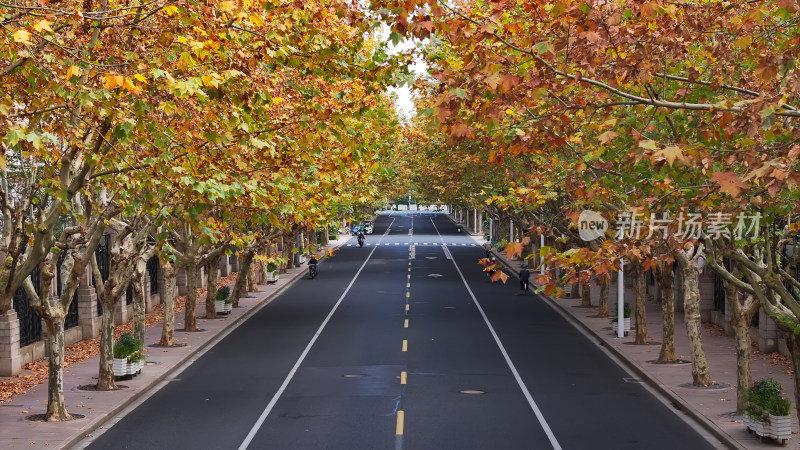 秋景中道路的航拍画面